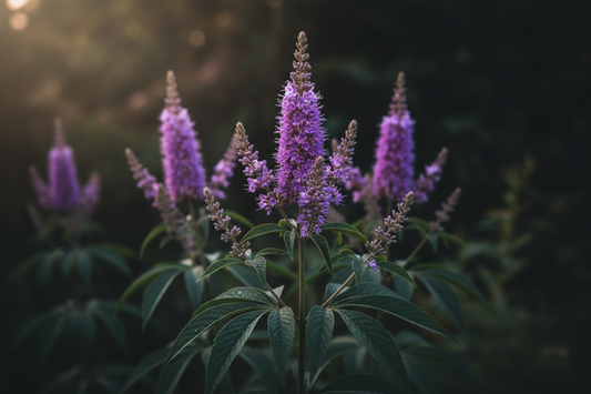 Agnus Castus – Traditional Uses & Herbal Information – HOME HERBS