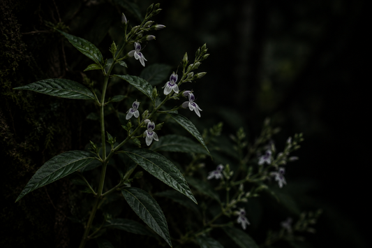 Andrographis Paniculata – Traditional Uses & Herbal Information