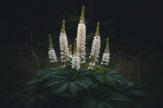 Black Cohosh – Traditional Herbal Information – Home Herbs