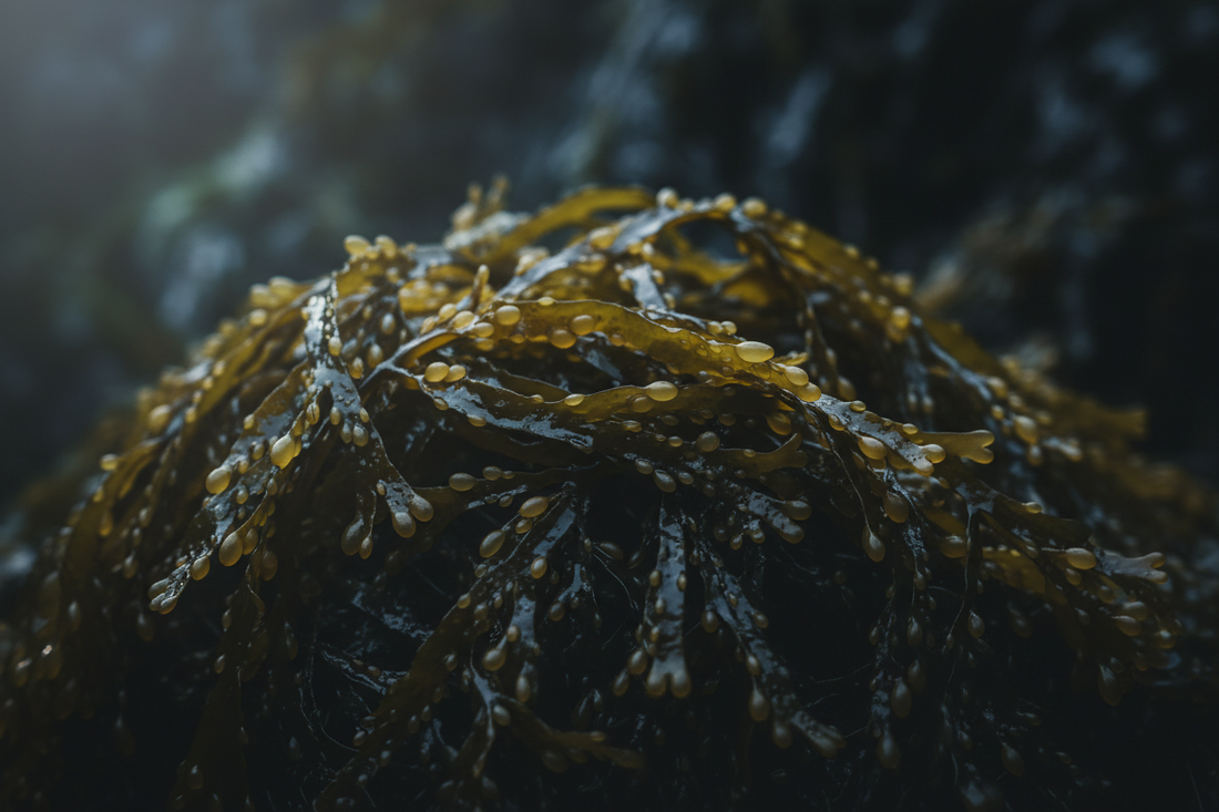 Bladderwrack – Traditional Uses & Herbal Information - HOME HERBS