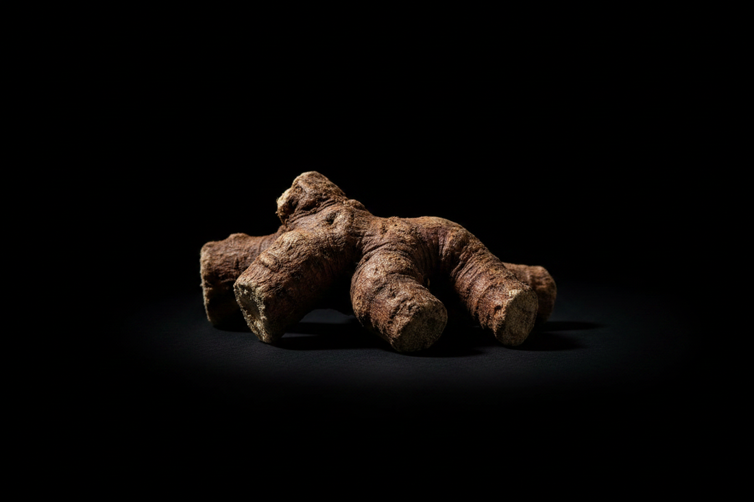 Burdock Root – Traditional Uses & Herbal Information