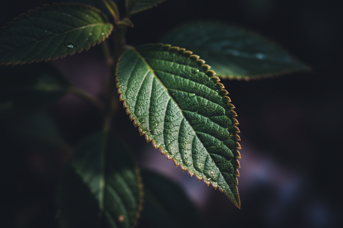 Damiana Leaf – Traditional Uses & Herbal Information - HOME HERBS