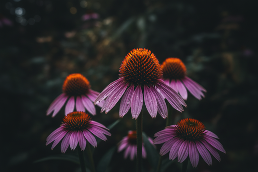 Echinacea Purpurea Root – Traditional Uses & Herbal Information – HOME HERBS