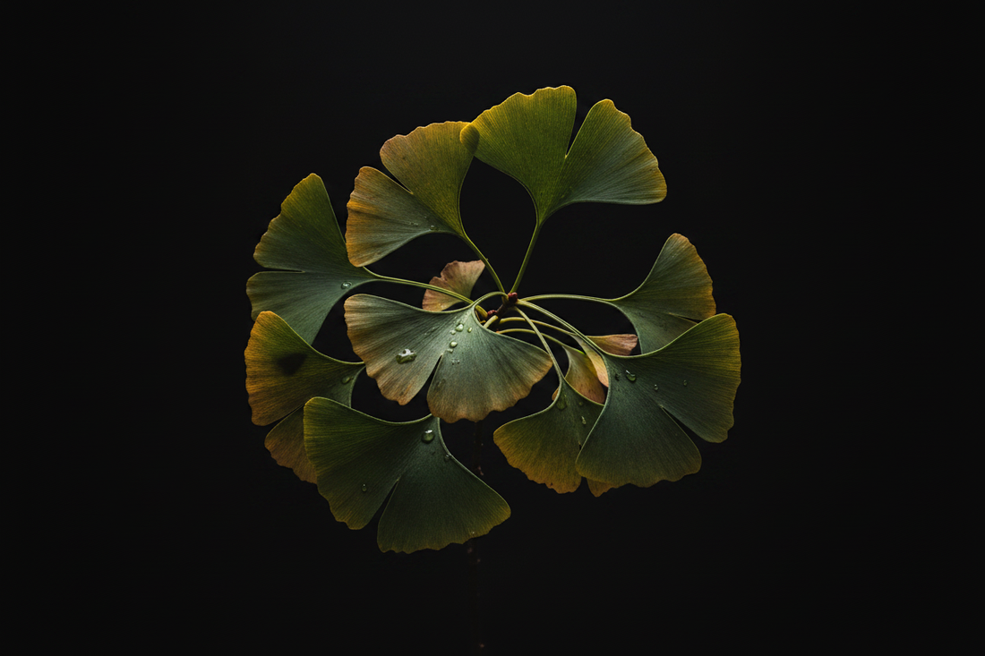 Ginkgo Biloba – Traditional Uses & Herbal Information