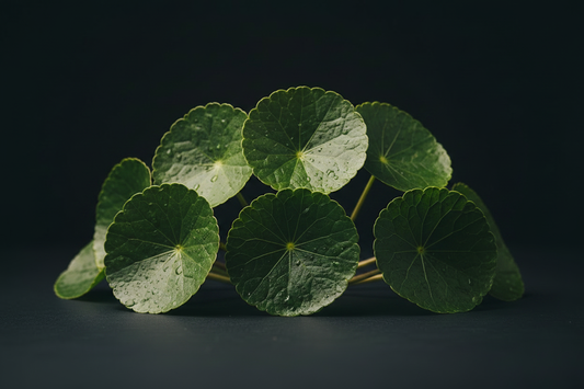 Gotu Kola – Traditional Uses & Herbal Information