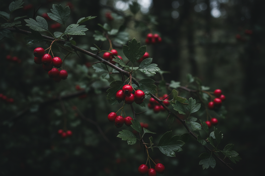 Hawthorn Berry – Traditional Uses & Herbal Information – HOME HERBS