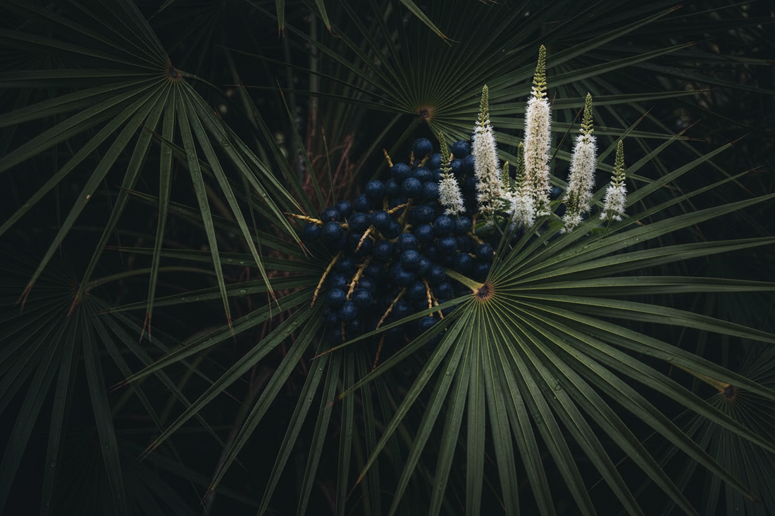 Organic Male Wellness Kit – Saw Palmetto & Black Cohosh | Traditional Uses & Herbal Information