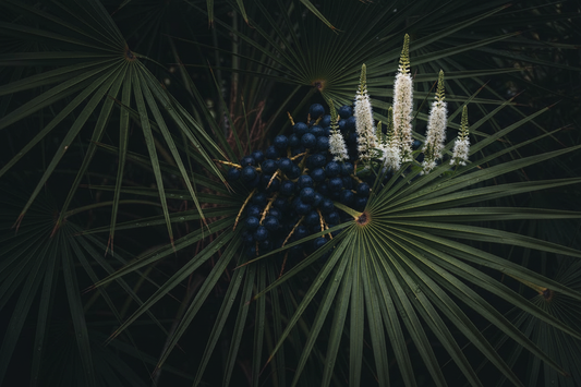 Organic Male Wellness Kit – Saw Palmetto & Black Cohosh | Traditional Uses & Herbal Information