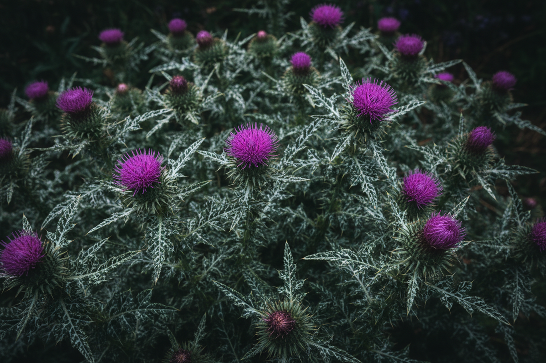 Abundant milk thistle plants with purple flowers and distinctive white-marbled green leaves, used in Home Herbs organic Milk Thistle Tincture