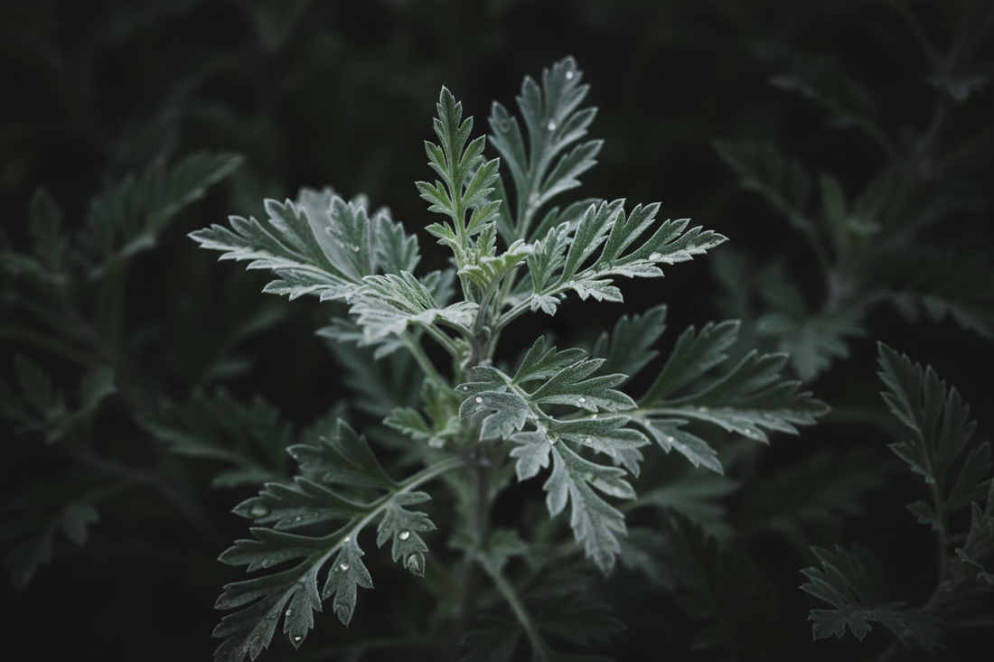Mugwort – Traditional Uses & Herbal Information – HOME HERBS