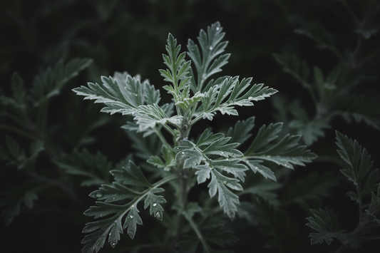 Mugwort – Traditional Uses & Herbal Information – HOME HERBS