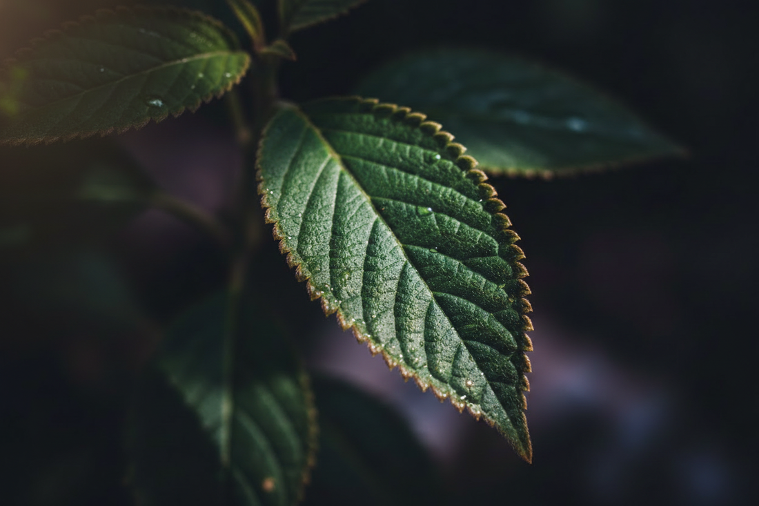 Nettle Leaf – Traditional Herbal Information – Home Herbs