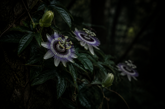 Passionflower – Traditional Uses & Herbal Information