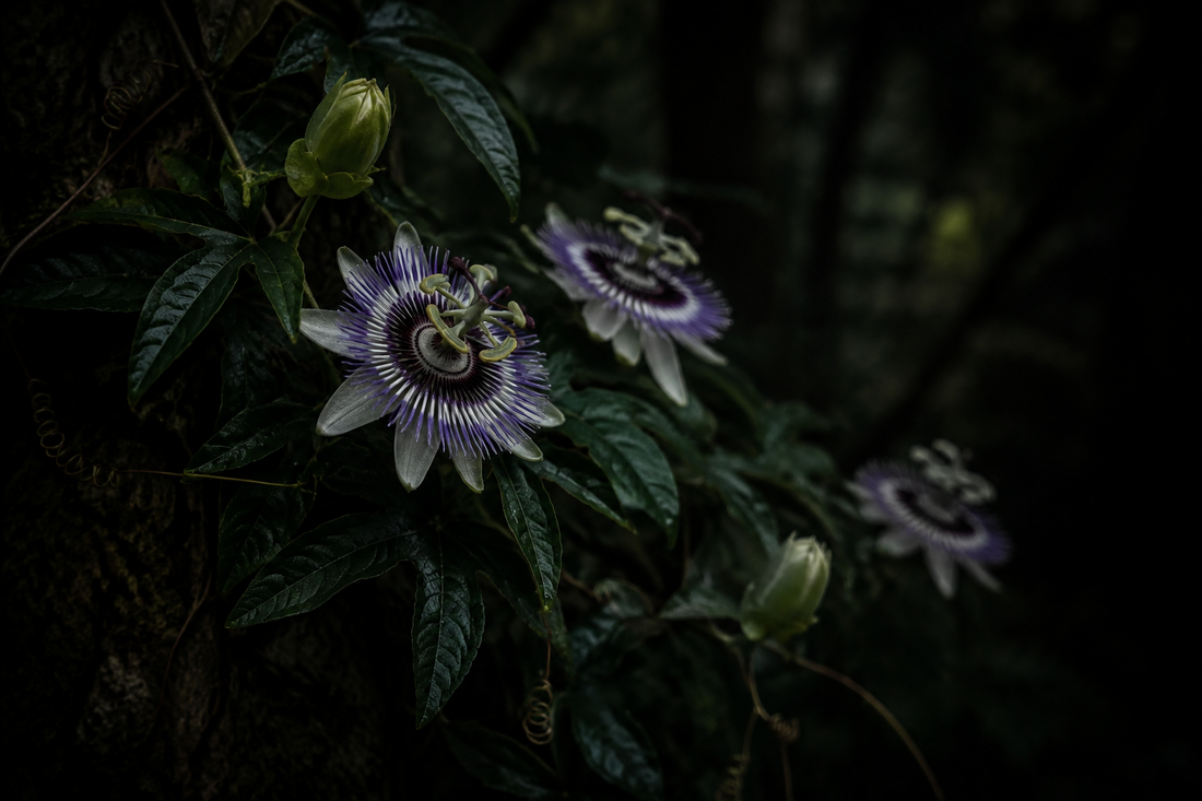 Passionflower botanical close-up.