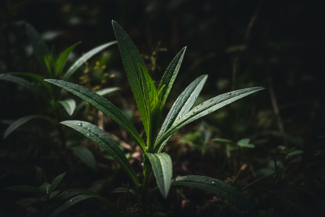 Plantago Lanceolata – Traditional Uses & Herbal Information - HOME HERBS