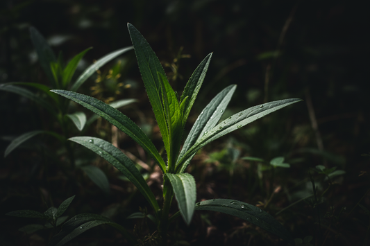 Plantago Lanceolata – Traditional Uses & Herbal Information - HOME HERBS