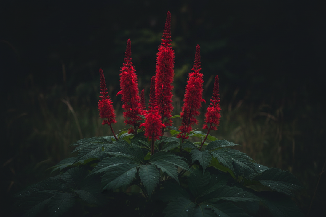 Red Sage – Traditional Uses & Herbal Information