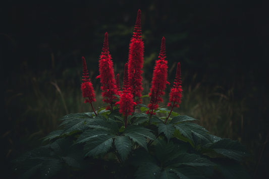 Red Sage – Traditional Uses & Herbal Information
