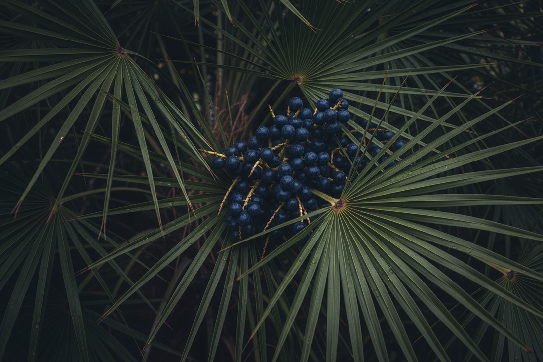 Saw Palmetto – Traditional Herbal Information – Home Herbs