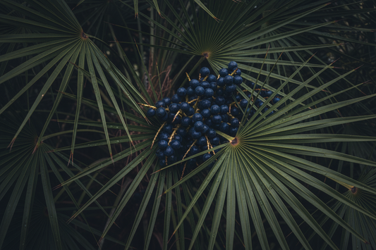 Saw Palmetto – Traditional Herbal Information – Home Herbs