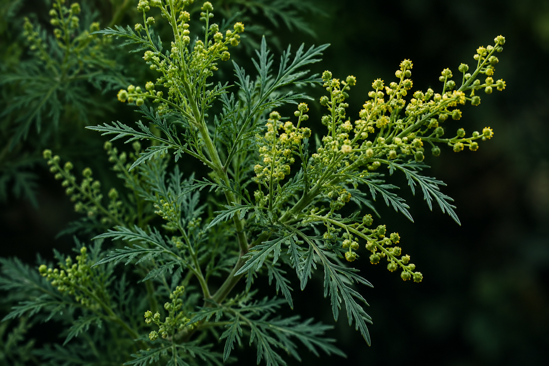 Sweet wormwood botanical close-up.