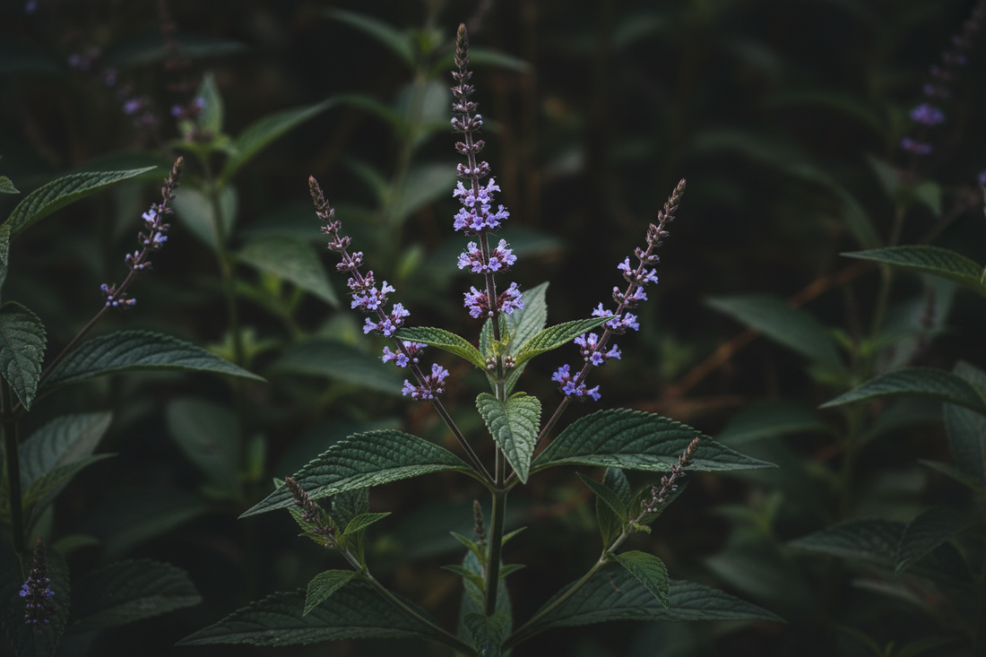 Vervain – Traditional Uses & Herbal Information – HOME HERBS