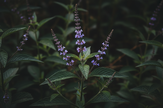 Vervain – Traditional Uses & Herbal Information – HOME HERBS
