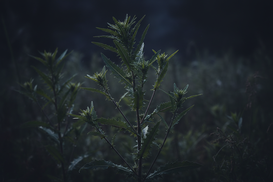 Wild Lettuce – Traditional Uses & Herbal Information - HOME HERBS