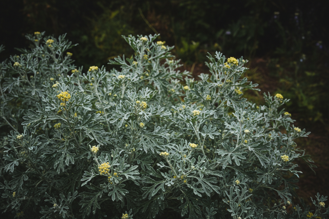 Wormwood – Traditional Uses & Herbal Information - HOME HERBS
