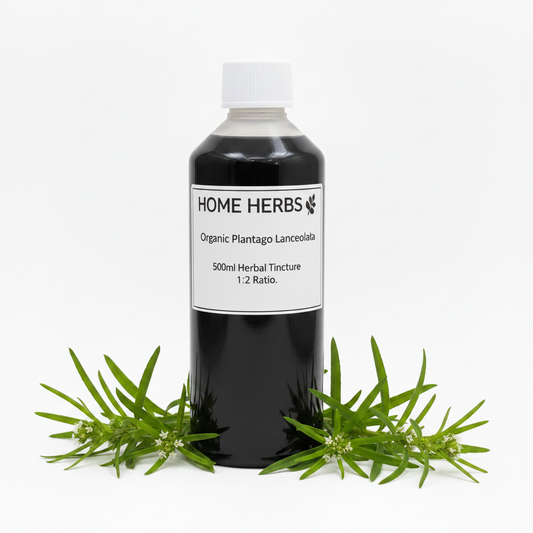 A 500ml bottle of Home Herbs Organic Plantago Lanceolata herbal tincture, displayed on a white background with green plantain leaves arranged at its base.